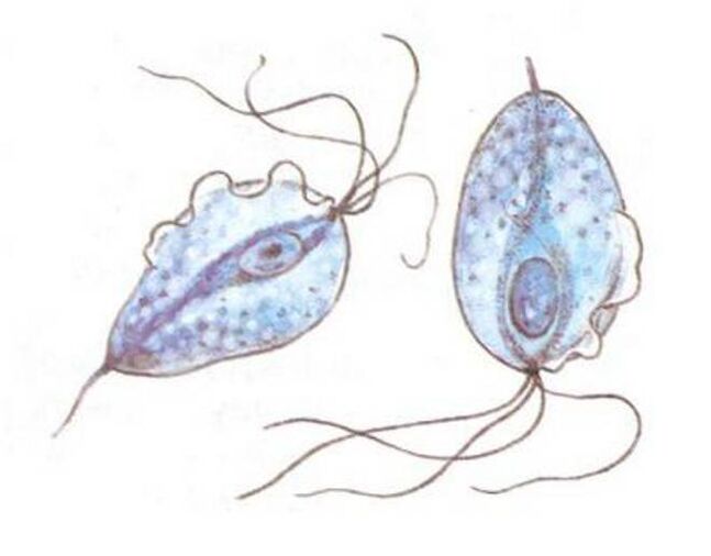 Trichomonas causative agents of prostatitis.